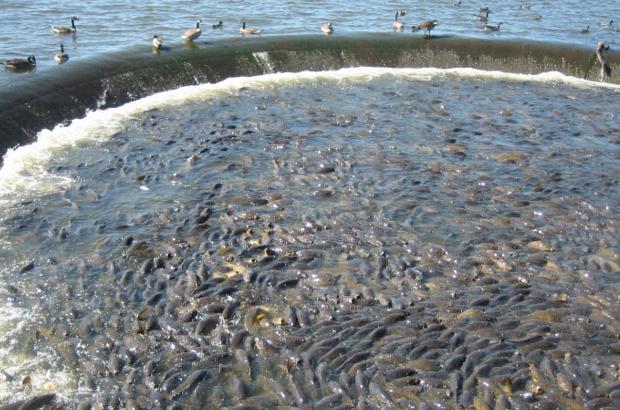 美國鯉魚成災(zāi)背后秘密揭秘，鯉魚泛濫與小巷獨特小店的故事