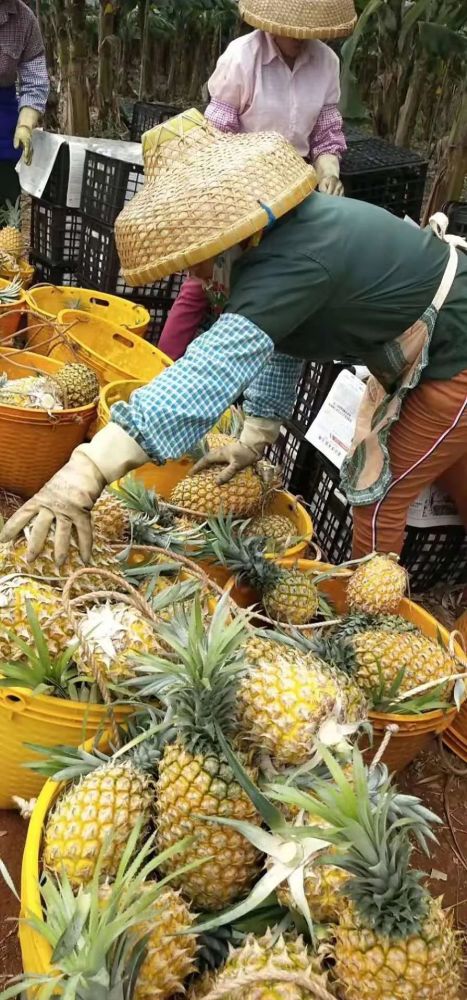 徐聞菠蘿最新價格及市場走勢分析，多方觀點解讀市場動態(tài)
