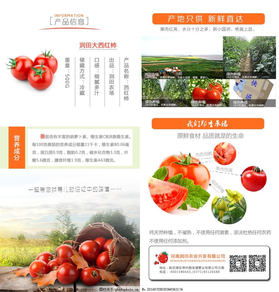 安徽西紅柿產(chǎn)地探秘，自然美景與鮮美西紅柿的邂逅之旅
