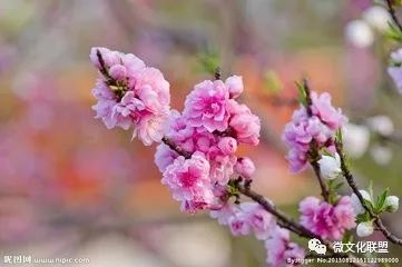 科技巔峰之作桃花開啟未來生活新紀(jì)元，最新章節(jié)預(yù)覽