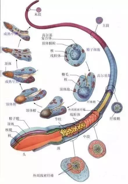 窩精子最新，小巷中的秘密風(fēng)味探索