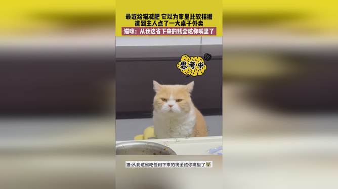 省貓任務輕松完成指南，最新技能學習與任務執(zhí)行詳細步驟