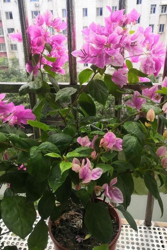 小巷深處的獨(dú)特花語(yǔ)，最新殘花之美