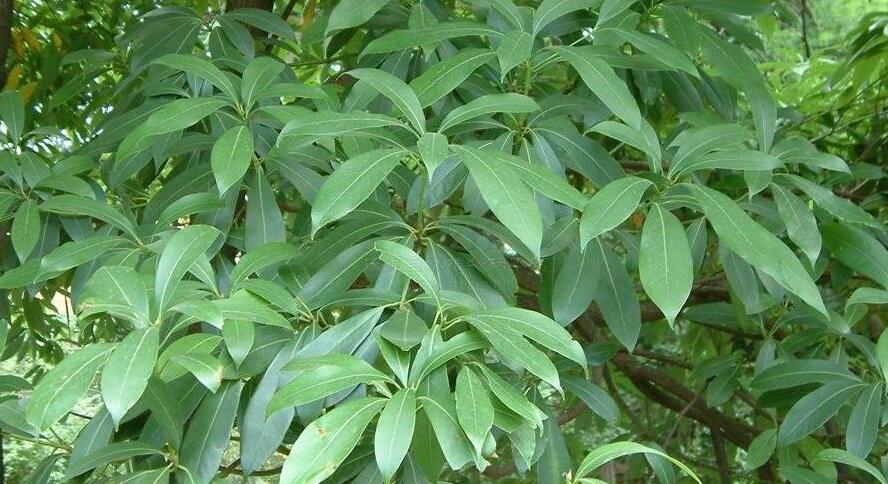 南山楠最新，自然美景的輕松探索之旅