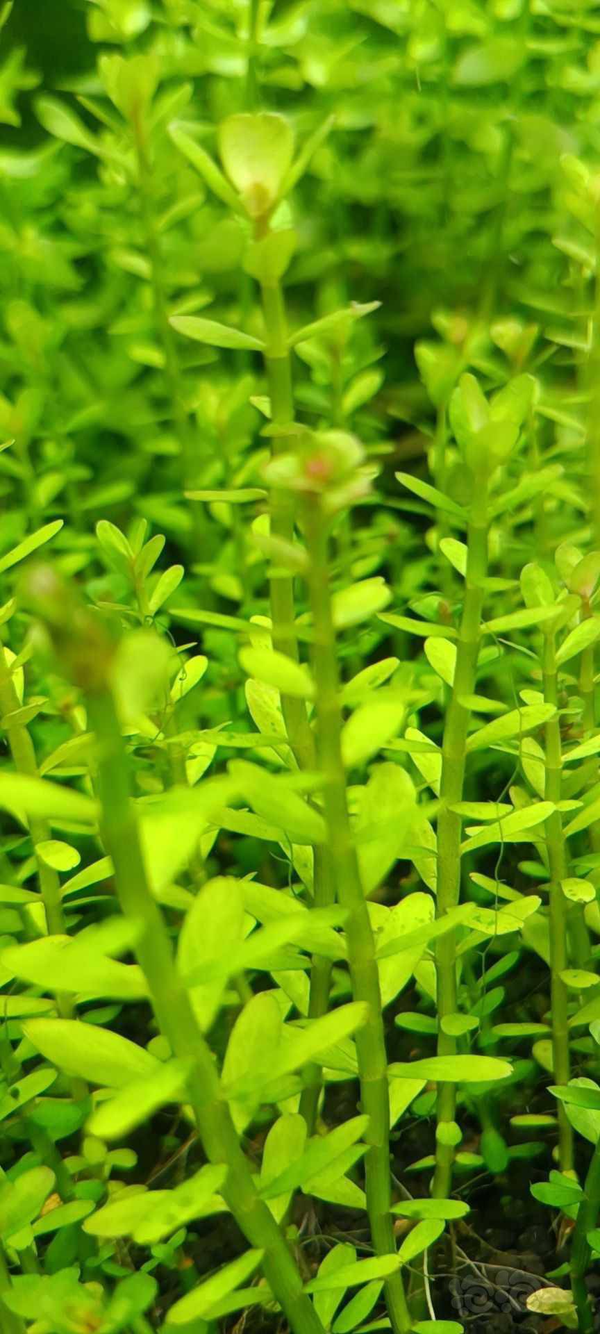 最新福利草草，自然美景之旅，探尋內(nèi)心平和與喜悅的旅程