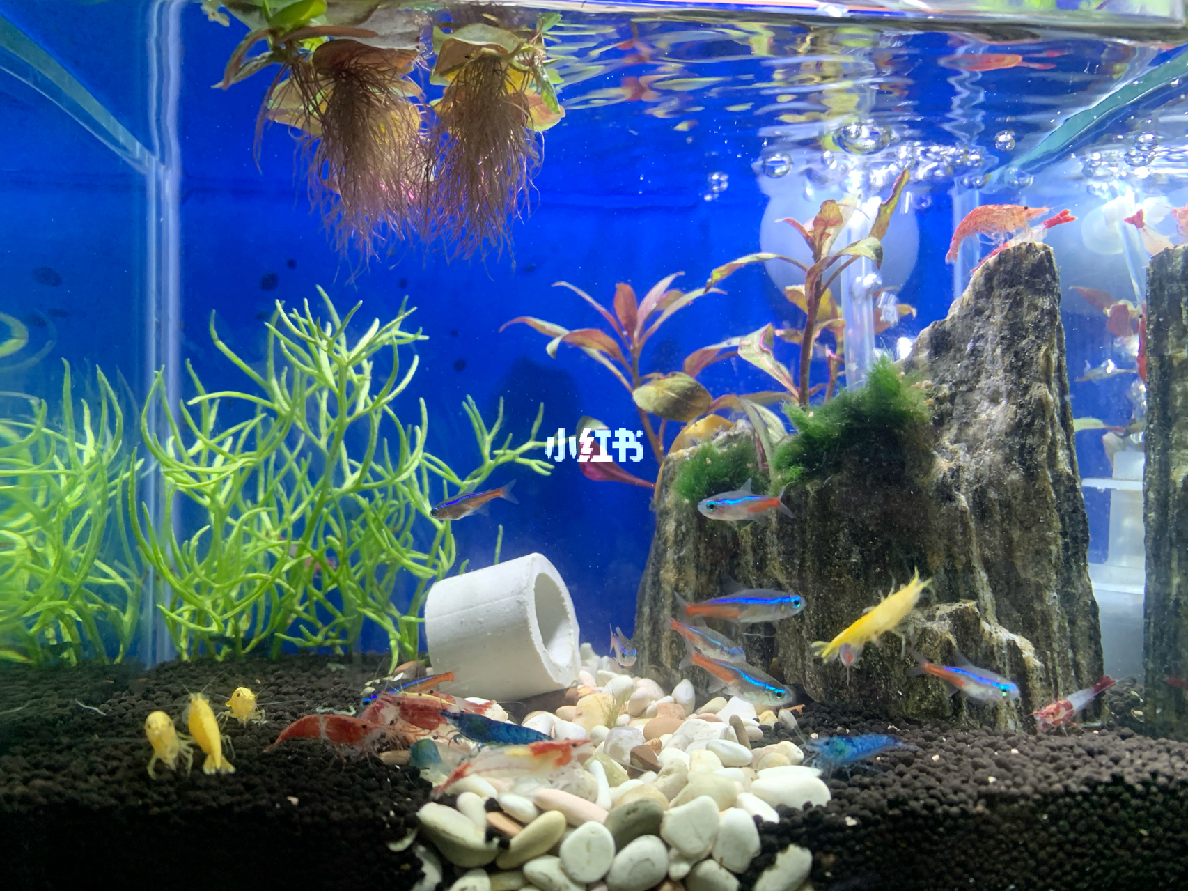 最新魚缸圖片，水族美學(xué)的時代變遷欣賞