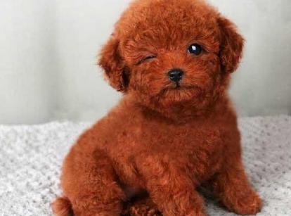 最新小鹿犬，趣事不斷，傳遞溫馨友誼與愛的小使者