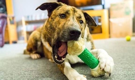 犬類智慧與人類勵(lì)志，最新狗狗新聞聚焦