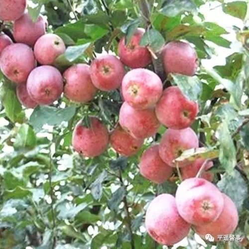 西太后愛(ài)心包最新系列，時(shí)尚與慈善的完美結(jié)合，展現(xiàn)獨(dú)特魅力風(fēng)采