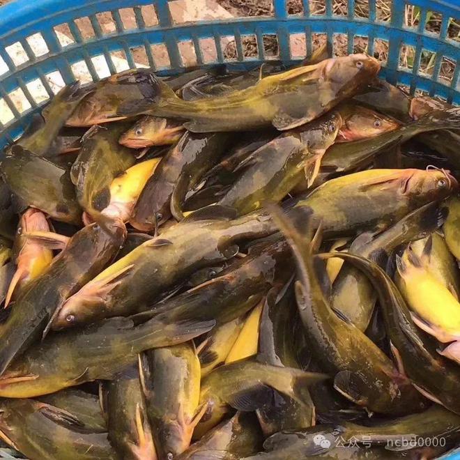 黃顙魚最新報(bào)價(jià)大全，專業(yè)指南與實(shí)時(shí)更新